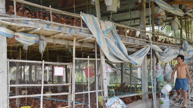 Một trại chăn nuôi gà quy mô hàng chục ngàn con ở huyện Chợ Gạo (Tiền Giang)